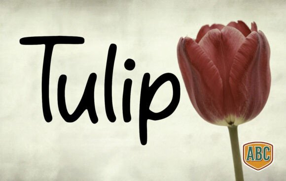 Enhance Your Brand with Tulip: A Clean, Modern Font