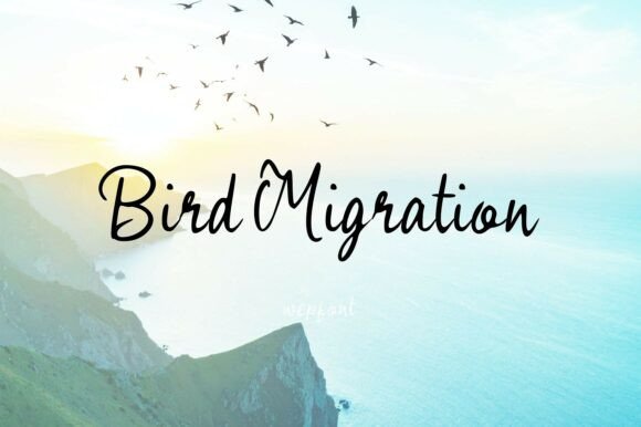Transform Your Brand with Bird Migration Font